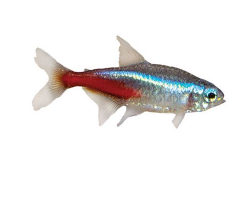 Neon tetra