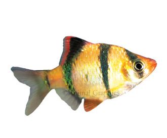 Neon tetra